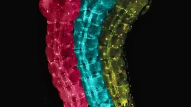 Зображення TS