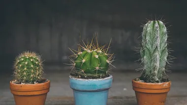 Зображення ZME Science