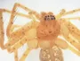 Вчені знайшли павуків із «намистом» кліщів-вампірів на тілі