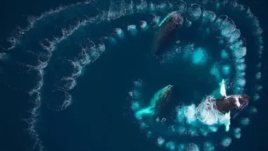 Зображення ZME Science