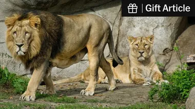 Зображення NYT