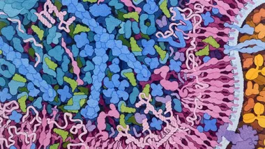 Зображення NSF