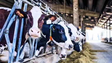 Зображення Futurity