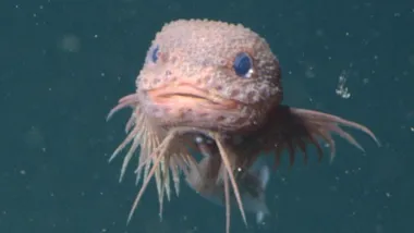 Зображення Sci.News