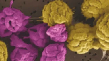 Зображення Roland Hatzenpichler/Montana State University