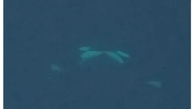 Зображення ZME Science