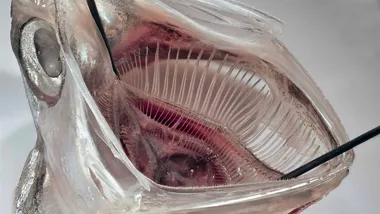 Зображення ZME Science