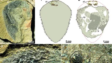 Зображення Sci.News