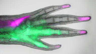 Зображення TS