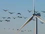 Вітрові електростанції руйнують екосистеми — дослідження
