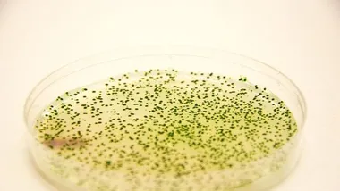 Synechococcus elongatus в чашці Петрі. Фото newsroom