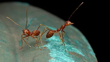 Зображення Freepik