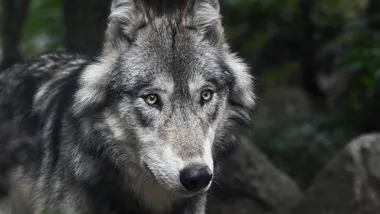 Зображення Phys