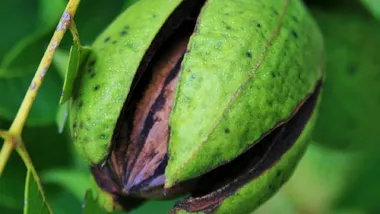 Зображення Sci.News