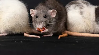 Фото Nikolett Emmert