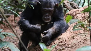 Зображення Alejandra Pascual-Garrido