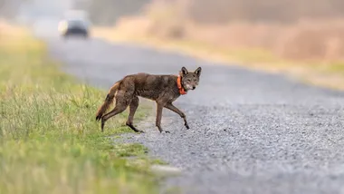 Зображення NYT