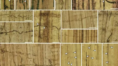 Зображення Sci.News